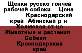 Щенки русско-гончей рабочей собаки. › Цена ­ 3 000 - Краснодарский край, Абинский р-н, Холмская ст-ца Животные и растения » Собаки   . Краснодарский край